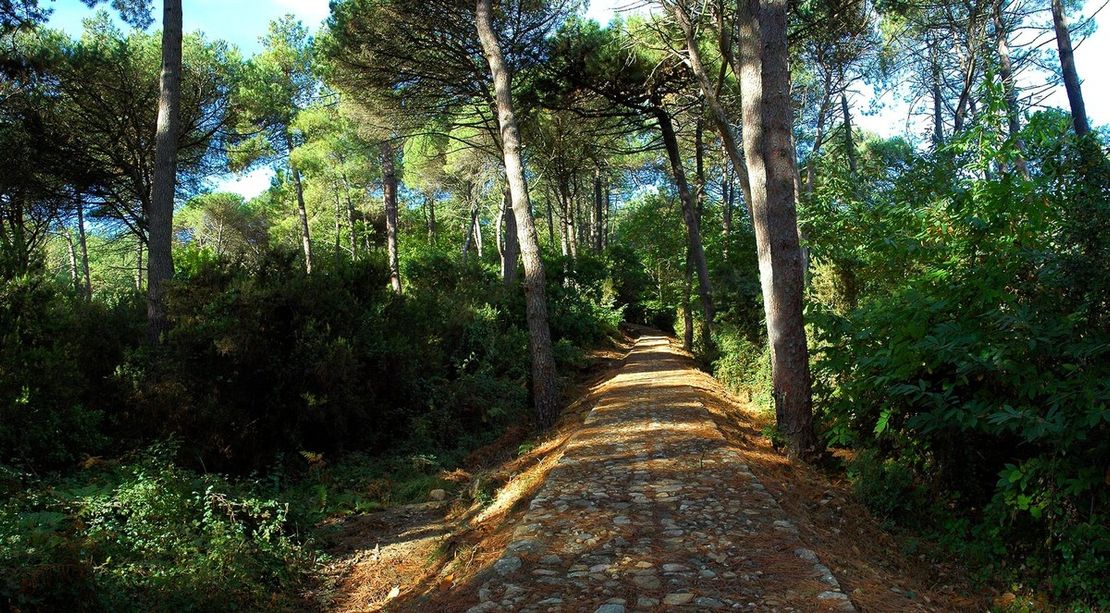 Peste suina, da oggi via libera al ritorno nei sentieri, ma con alcune precauzioni