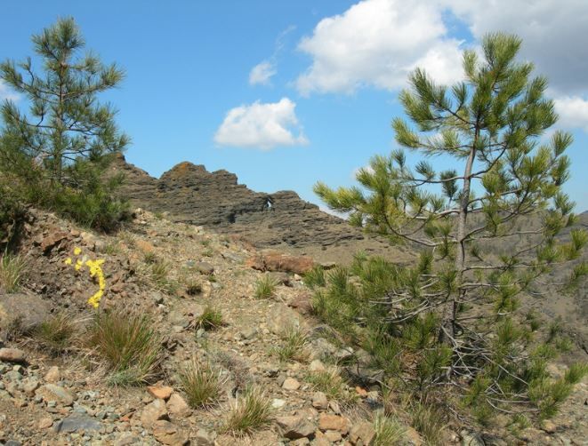 Peste suina, il lockdown dei boschi e i danni alle attività e al territorio, l'allarme dell'unione dei comuni
