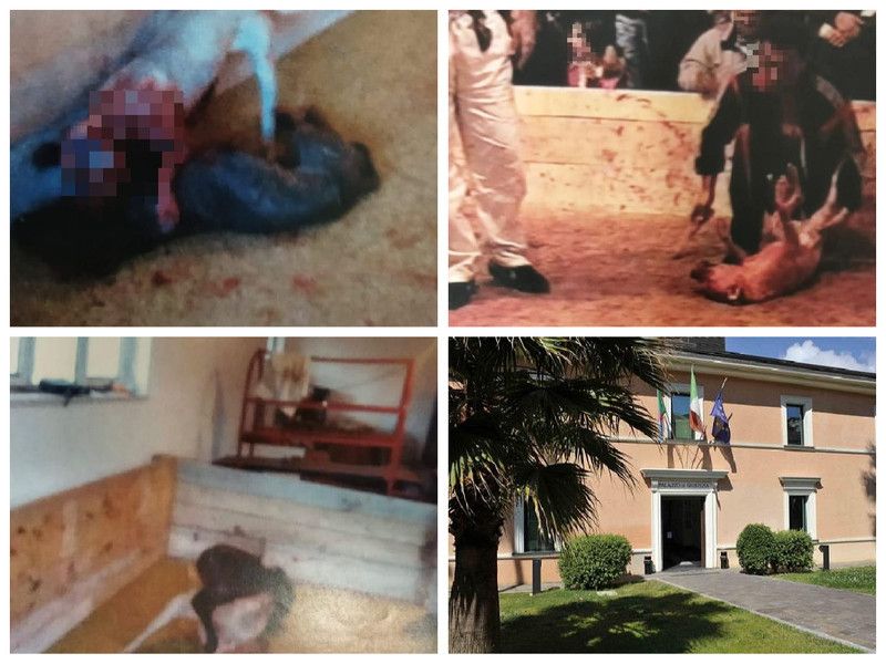 Inchiesta della procura di Imperia sui combattimenti tra cani, tra gli indagati anche un genovese