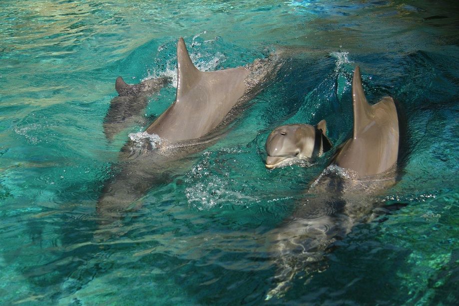 Marineland ad Antibes riapre venerdì 11 giugno con scrupolose misure di sicurezza
