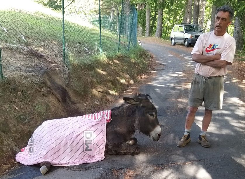 Molini di Triora: i lupi tornano ad 'attaccare', sbranato ad Aigovo un piccolo di asino e morsicata anche la madre (Foto)