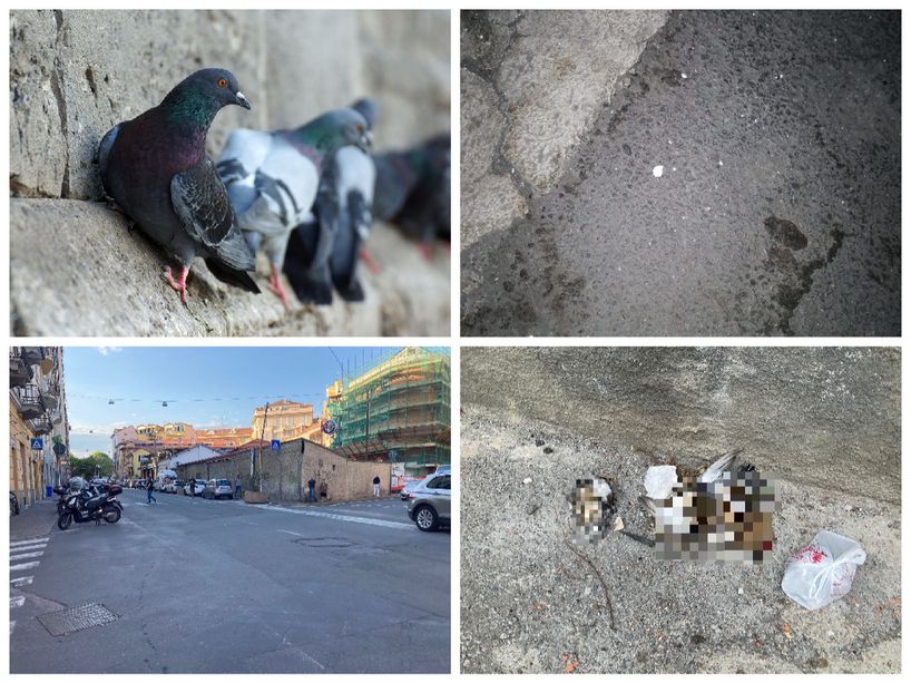 Imperia: allarme in via Schiva e dintorni per il veleno anti-piccioni "Gente senza scrupoli, a rischio i nostri animali. Fate attenzione" (Foto)