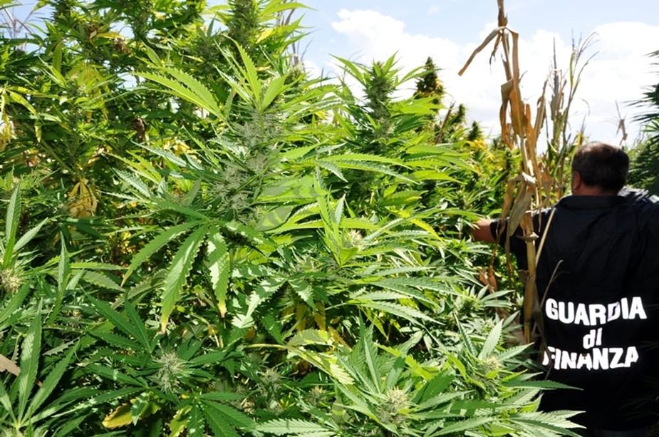 Operazione della Guardia di Finanza, scoperte mille piante di marijuana a Villa Faraldi: 48enne imperiese finisce nei guai