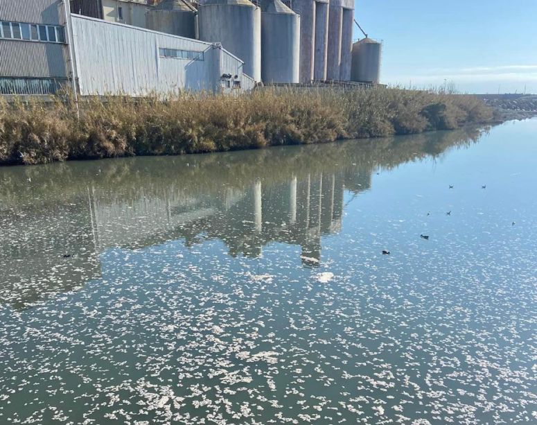 Imperia, la fogna scarica nel torrente Impero a Oneglia, chiazze bianche ovunque (foto)