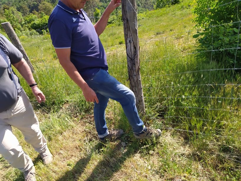 Strage di maiali sani in Liguria, mentre i cinghiali scorrazzano nei centri abitati: il paradosso