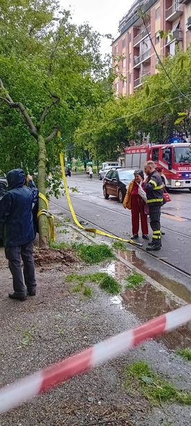 Corso Belgio, il maltempo rilancia la polemica: &quot;Caduto un acero giovane. Gli alberi vecchi resistono, ma vogliono tagliarli&quot;