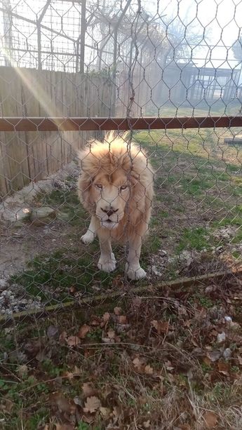 Incendio boschivo a Murazzano: le fiamme minacciano il Parco Safari [VIDEO]