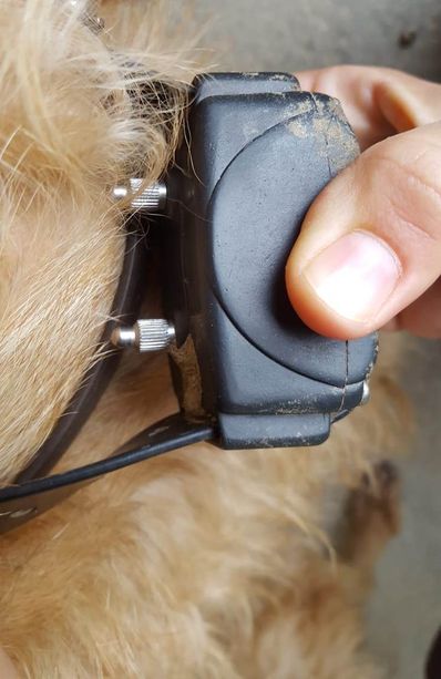 Collari elettrici per “educare” il cane: due denunciati a Pinerolo
