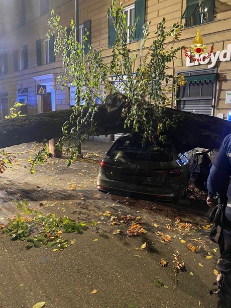 Crollo di un albero in corso Magenta, Avvenente: "Il verde pubblico è costantemente monitorato" Crollo di un albero in corso Magenta, Avvenente: "Il verde pubblico è costantemente monitorato"