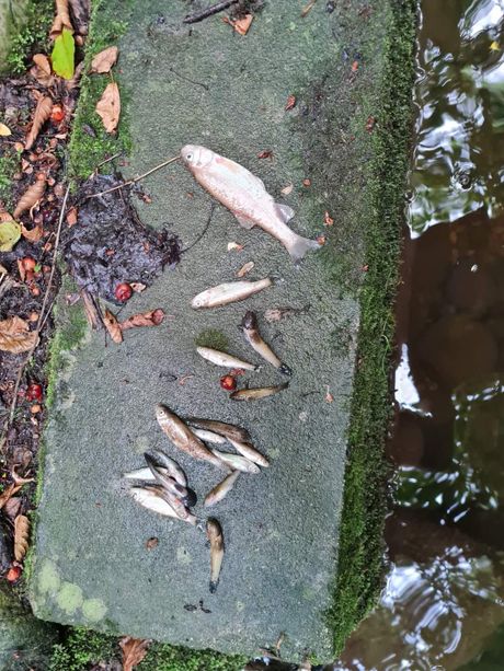 Massiccia e allarmante moria di pesci nel torrente Veglia a Trinità Massiccia e allarmante moria di pesci nel torrente Veglia a Trinità