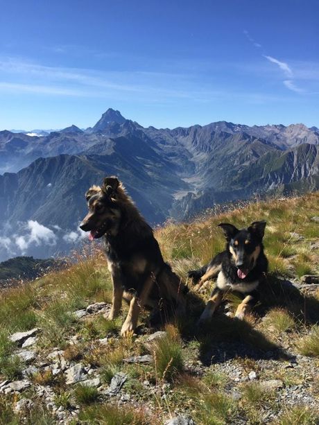 Individuato il cacciatore che ha ucciso i cani del Rifugio Lago Verde
