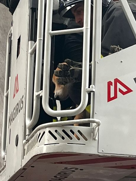 Cane soccorso a Carmagnola: era stato lasciato da solo sul balcone [FOTO]