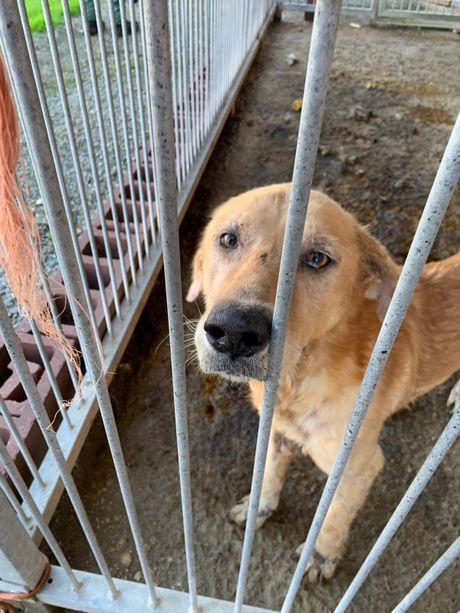 None: il cane dormiva tra gli escrementi, denunciato per maltrattamenti animali (FOTO) None: il cane dormiva tra gli escrementi, denunciato per maltrattamenti animali (FOTO)