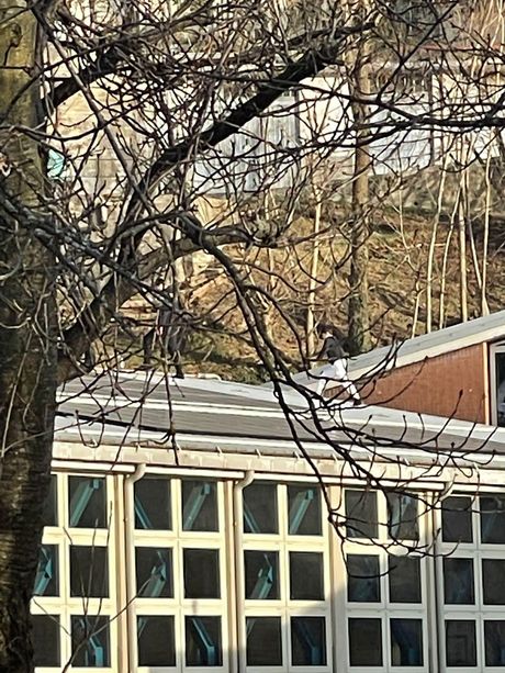 Perosa Argentina: camminano sul tetto delle scuole medie