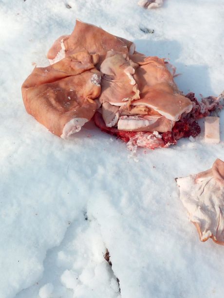 Scarti di macellazione rinvenuti in un prato a Torre Pellice in zona Bertenga Scarti di macellazione rinvenuti in un prato a Torre Pellice in zona Bertenga