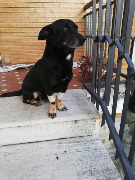 Diablo ce l’ha fatta ed è tornato a casa a Villafranca Piemonte Diablo ce l’ha fatta ed è tornato a casa a Villafranca Piemonte