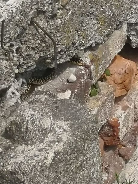 Villafranca Piemonte: intervento per i serpenti nella zona di via Cecca Villafranca Piemonte: intervento per i serpenti nella zona di via Cecca