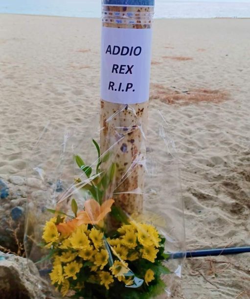 Cane ucciso ad Albissola, l'appello per cercare testimoni: "Questa persona va identificata e fermata, chi ha queste reazioni è un pericolo per l’intera società” Cane ucciso ad Albissola, l'appello per cercare testimoni: "Questa persona va identificata e fermata, chi ha queste reazioni è un pericolo per l’intera società”