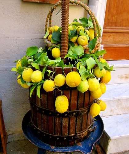 Il Citron de Menton, storia e identità di un frutto d’oro