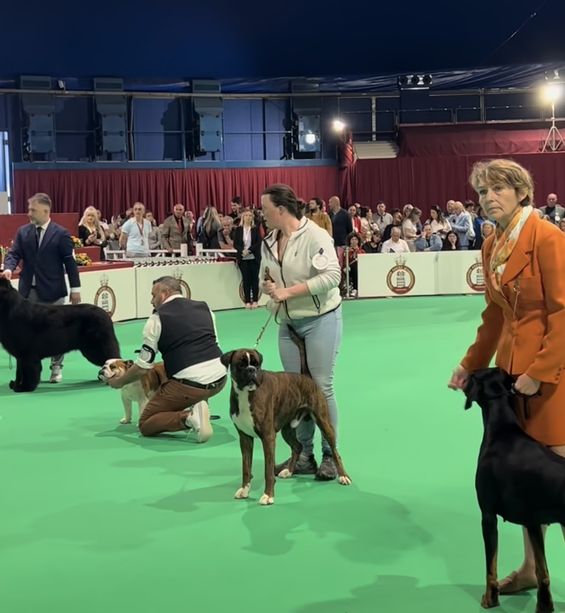 1363 cani alla mostra canina di Monaco: le immagini della giornata