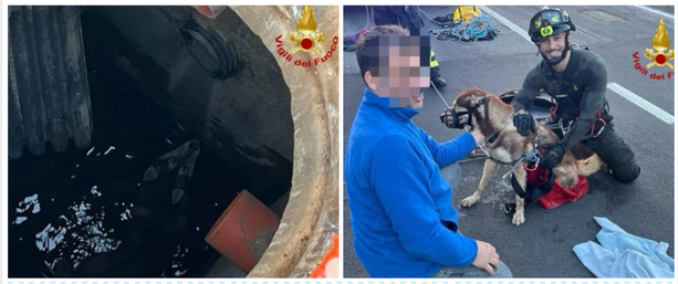 Morazzone, cane cade nel tombino: per salvarlo arrivano i vigili del fuoco Morazzone, cane cade nel tombino: per salvarlo arrivano i vigili del fuoco