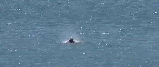 Con ‘Replant – Dona ossigeno al Pianeta’ ripopolati cento metri quadrati nel golfo di Trieste