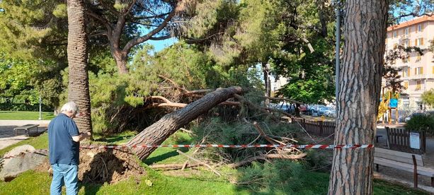 Cade un grosso pino marittino ai giardini del Prolungamento: a due passi dall'area giochi dei bimbi a Savona (FOTO)