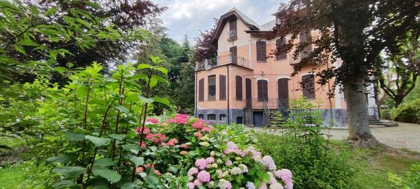 I diversi colori delle ortensie nei parchi del Pinerolese I diversi colori delle ortensie nei parchi del Pinerolese