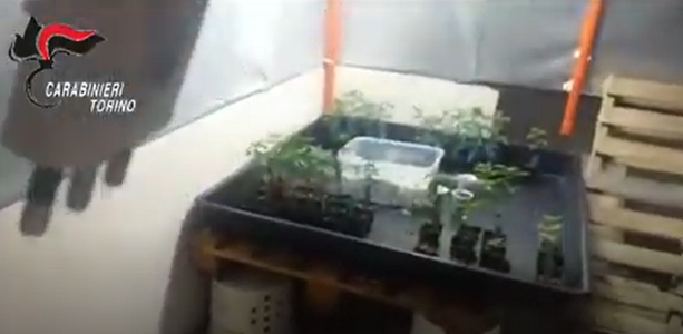 Aveva trasformato la casa in un laboratorio della droga: 25enne arrestato a Bussoleno [VIDEO]