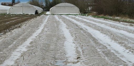 Il Piemonte investe 5 milioni di euro per la protezione agricola Il Piemonte investe 5 milioni di euro per la protezione agricola