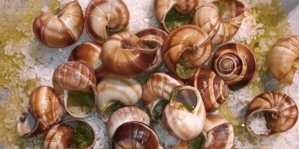 Le lumache approdano al tribunale di Asti con la contestazione a una ditta del settore di avere beneficiato di agevolazioni fiscali non dovute Le lumache approdano al tribunale di Asti con la contestazione a una ditta del settore di avere beneficiato di agevolazioni fiscali non dovute