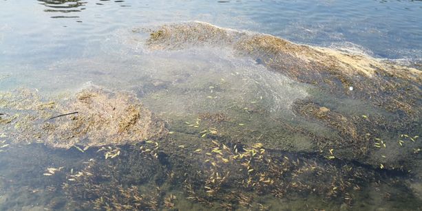 Siccità, il Piemonte domani chiederà l'allerta rossa: &quot;Altri Comuni a rischio stop notturno acqua&quot;