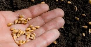 La biodiversità delle colture al centro del progetto di ricerca europeo ‘All organic’