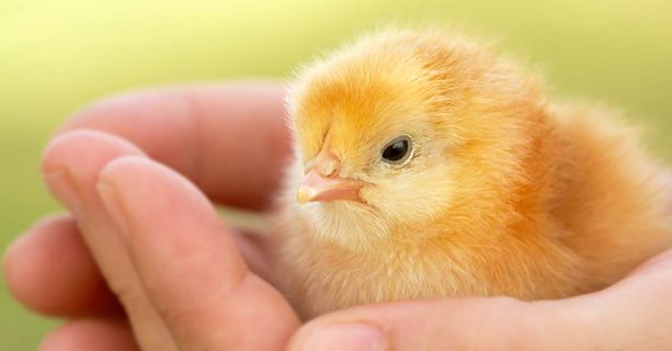 Importazione illegale di pulcini in Ticino: arrivano dell'Italia ed hanno la malattia di Newcastle Importazione illegale di pulcini in Ticino: arrivano dell'Italia ed hanno la malattia di Newcastle