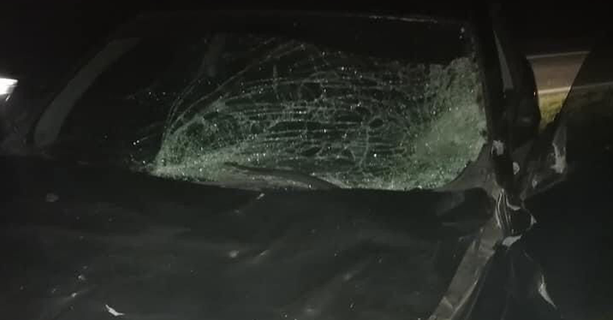 Tori in fuga dalla Mandria, incidente nella notte: auto distrutta, morto un animale Tori in fuga dalla Mandria, incidente nella notte: auto distrutta, morto un animale