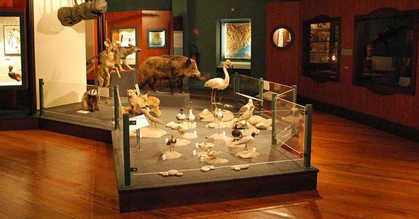 Nizza: “Breve storia della biodiversità: quando c’entrano i Lego”, mostra al Museo di Storia Naturale Nizza: “Breve storia della biodiversità: quando c’entrano i Lego”, mostra al Museo di Storia Naturale