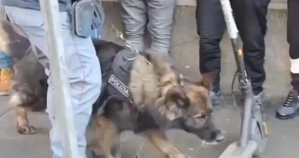 Maxi controlli ad alto impatto: quattro arresti per spaccio, ricettazione e maltrattamenti [VIDEO]