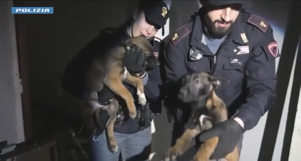 Sgominato traffico di cani di razza: la Polizia salva mamma e cuccioli malinois maltrattati