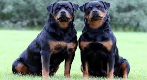 Aggredita da due rottweiler nel cortile della casa di un'amichetta, bimba di 11 anni ricoverata ad Alessandria