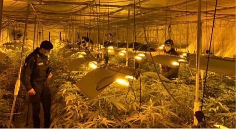Marijuana, scoperte 627 piante in un capannone a Gorla Maggiore. Due arresti