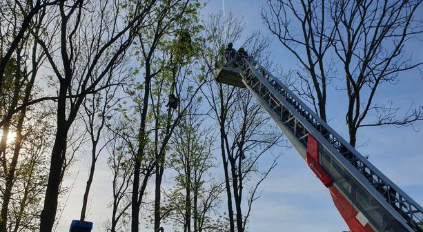 Finisce con il deltaplano su un albero e si incastra sulla pianta a dodici metri di altezza: 52enne salvato dai vigili del fuoco a Laveno Mombello