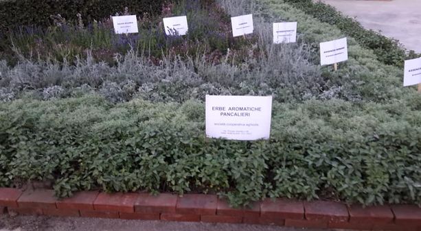 Il Viverbe a Pancalieri è stato annullato e il prossimo anno tornerà alle origini Il Viverbe a Pancalieri è stato annullato e il prossimo anno tornerà alle origini