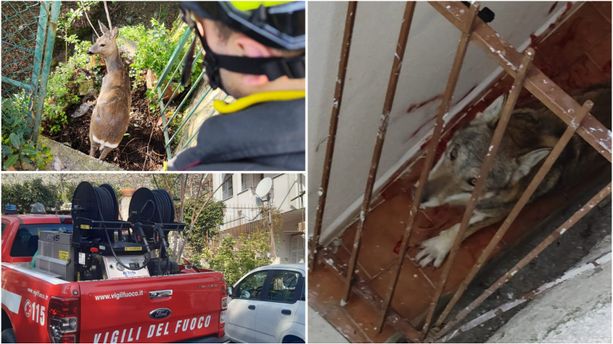 Lupo sul terrazzo di una casa a Toirano: scoperto insieme ad un capriolo incastrato in un cancello Lupo sul terrazzo di una casa a Toirano: scoperto insieme ad un capriolo incastrato in un cancello