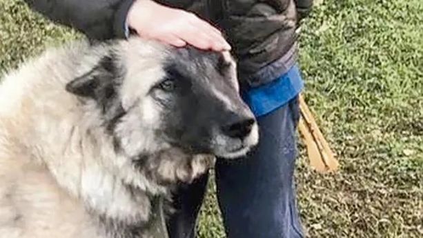 Uccise il cane Rufus, imperiese condannato a due mesi in Corte d'appello