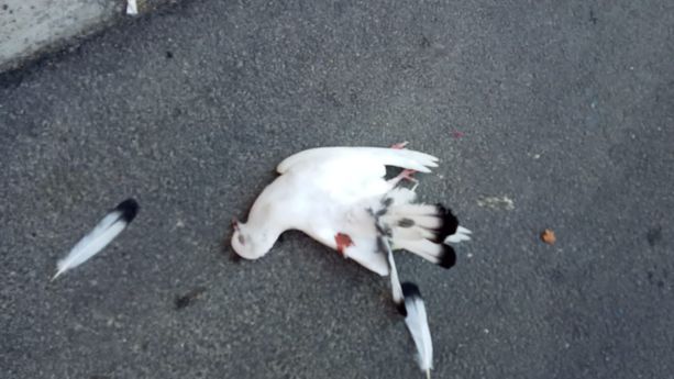 Ceriale, colomba bianca uccisa, ennesimo caso in pochi giorni