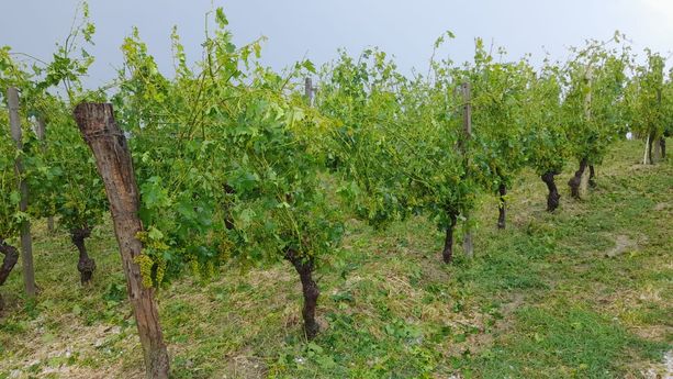 Primi bilanci: a Treiso e Mango la grandine ha creato seri danni ai vigneti