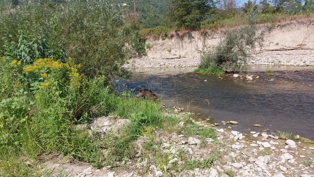 Monesiglio, cinghiale ferito carica e spaventa le persone in frazione San Biagio: abbattuto dalle guardie provinciali [FOTO]