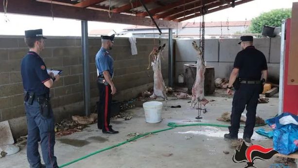 Scoperto macello islamico abusivo a Saluzzo: in tre a processo Scoperto macello islamico abusivo a Saluzzo: in tre a processo
