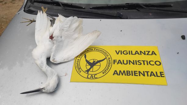 Cumiana: ucciso da una fucilata un volatile protetto Cumiana: ucciso da una fucilata un volatile protetto