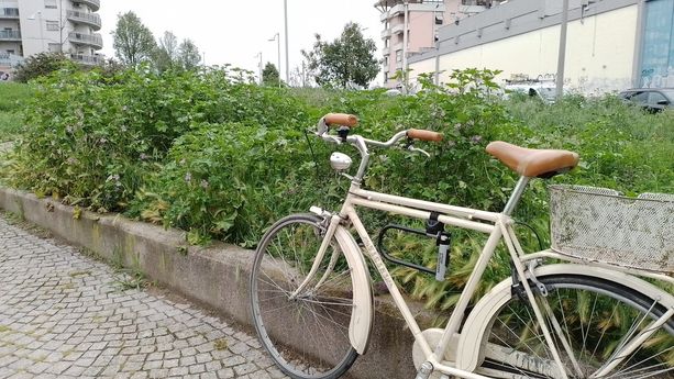 Dopo la pioggia, l'erba alta: parte la sfida del &quot;verde&quot;, tra parchi e rischio-jungla [FOTO]